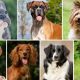 أخطر 10 أنواع لسلالات الكلاب في العالم