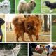 أضخم سلالات الكلاب في العالم
